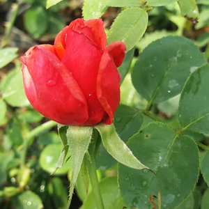 Rosa  Allégresse - czerwony  - róża wielkokwiatowa - Hybrid Tea
